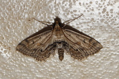 Parapoynx crisonalis