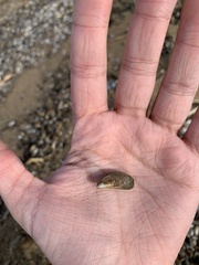 Mytilopsis leucophaeata