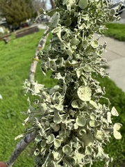 Ramalina leptocarpha