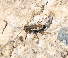 Neocicindela latecincta