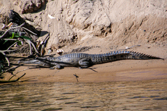 Crocodylus johnstoni