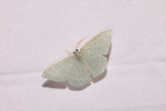 Chlorocoma tachypora