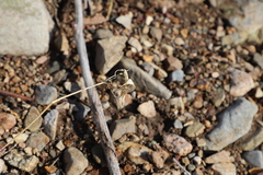 Asclepias fascicularis