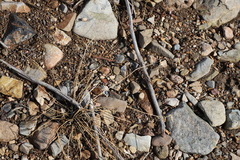 Asclepias fascicularis