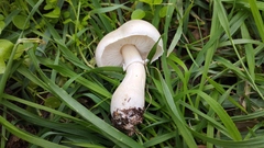 Leucoagaricus carneifolius