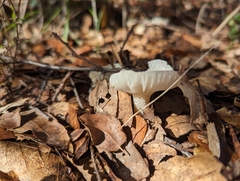Marasmius calhouniae