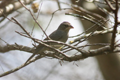 Coryphospingus pileatus