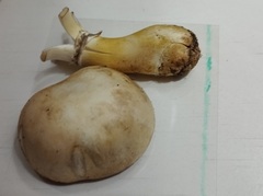 Leucoagaricus carneifolius