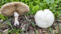 Leucoagaricus carneifolius