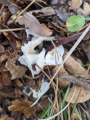 Marasmius calhouniae