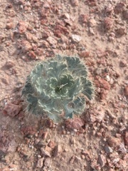 Arctomecon californica