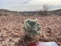 Arctomecon californica