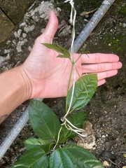 Angiospermae