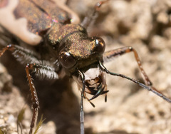 Neocicindela latecincta