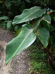 Calathea