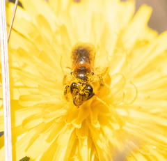 Leioproctus fulvescens