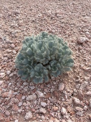 Arctomecon californica