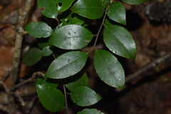 Ilex coriacea