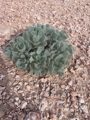 Arctomecon californica