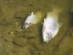 Prochilodus lineatus