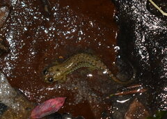 Desmognathus apalachicolae