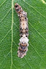 Falcaria lacertinaria