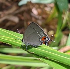 Thereus tiasa