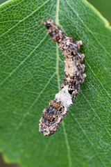 Falcaria lacertinaria