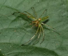 Lyssomanes bitaeniatus