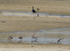 Calidris fuscicollis