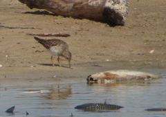 Calidris melanotos