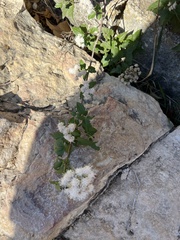 Ageratina havanensis