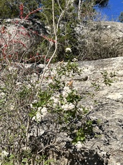 Ageratina havanensis