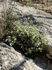 Ageratina havanensis
