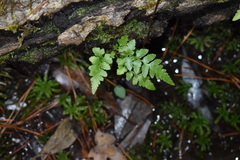 Dryopteris ludoviciana