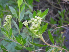 Tessaria dodonaeifolia