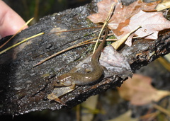 Desmognathus apalachicolae