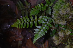 Dryopteris ludoviciana