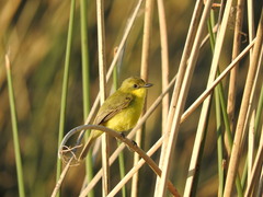 Pseudocolopteryx acutipennis
