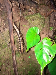 Nyssodesmus python