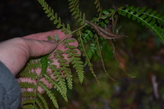 Dryopteris ludoviciana