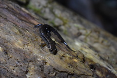 Desmognathus apalachicolae