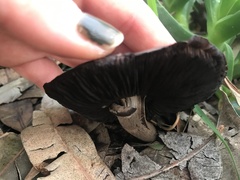Coprinopsis uliginicola