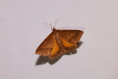 Epidesmia chilonaria