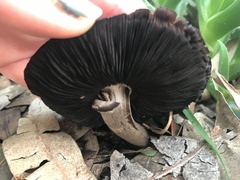 Coprinopsis uliginicola