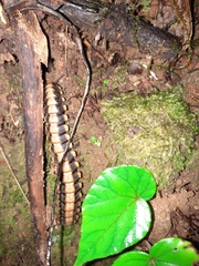 Nyssodesmus python