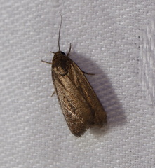 Athetis tenuis