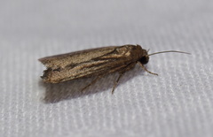 Athetis tenuis