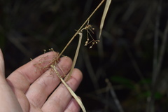 Rhynchospora miliacea