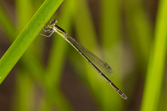 Agriocnemis rubricauda